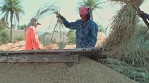 Pai, Thailandia, 15 dicembre 2020, Agricoltori che colpiscono risone crudo secco per raccogliere semi di riso a terra — Video Stock