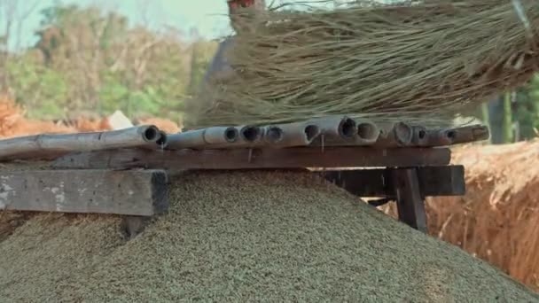 Pai, Thailand, 12 월 15 일, 농부들 이 논에 쌀 종자를 모으기 위해 생쌀 벼를 때리다 — 비디오
