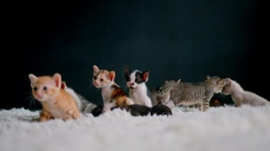 Beyaz bir halıda 30 günlük şirin kedi yavruları..