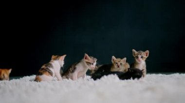 Beyaz bir halıda 30 günlük şirin kedi yavruları..