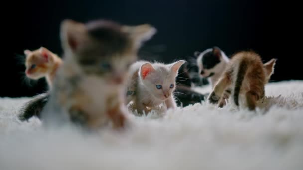 Aranyos kiscicák 30 napos korukban egy fehér szőnyegen. — Stock videók