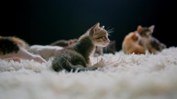 Słodkie kociaki w wieku 30 dni na białym dywanie. — Wideo stockowe