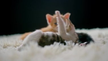 Beyaz bir halıda 30 günlük şirin kedi yavruları..