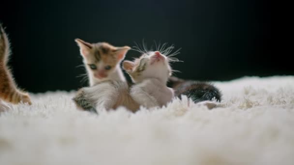 Lindos gatitos a los 30 días en una alfombra blanca. — Vídeo de stock