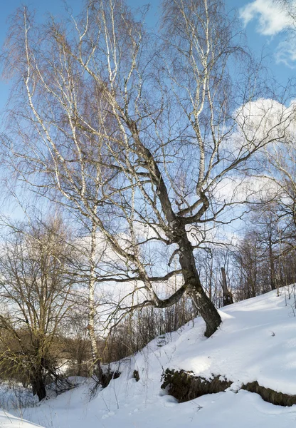 Berken op verdriet op achtergrond blauwe hemel — Stockfoto