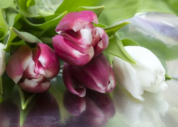 Bukett från röd och vit tulip — Stockfoto