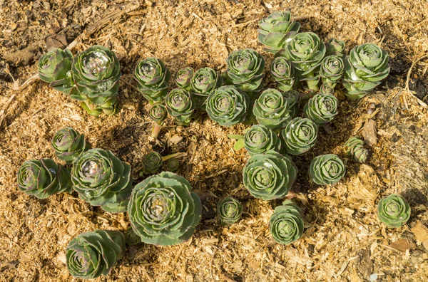 Beginnen met het kweken van de decoratieve bloem — Stockfoto