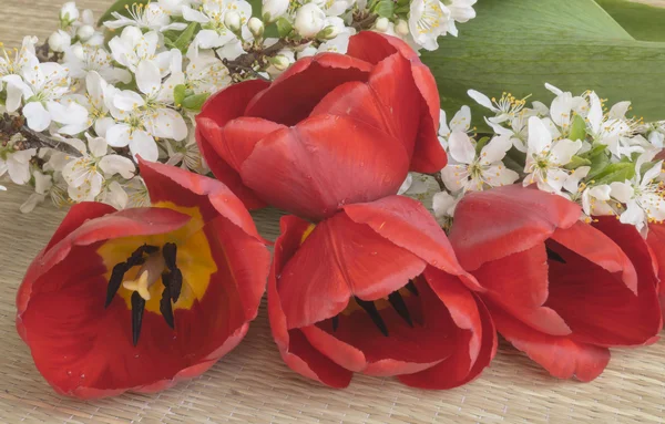 Våren bukett från tulip och blomma till körsbär — Stockfoto