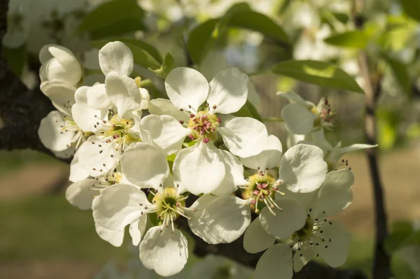 Spring flower pear tree — Stock Photo, Image
