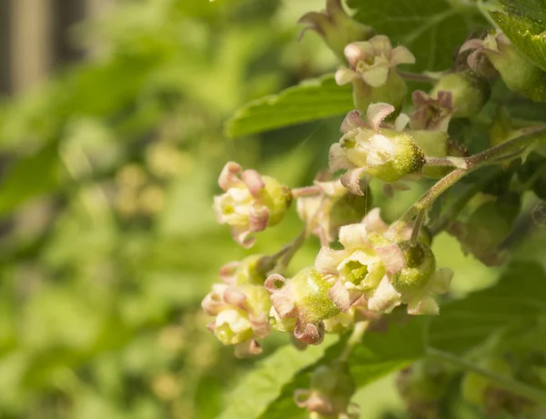 Spring flower of the currant — Stock Photo, Image
