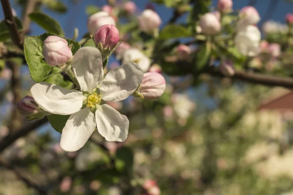 Aple の木に春の花 — ストック写真