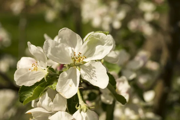 Spring flower to aple trees — Stock Photo, Image
