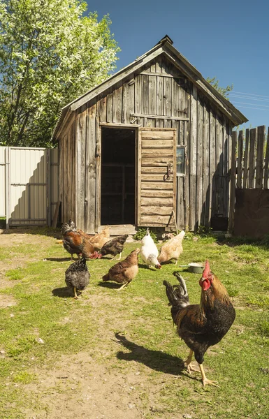 公鸡与母鸡上绿色草本 — 图库照片