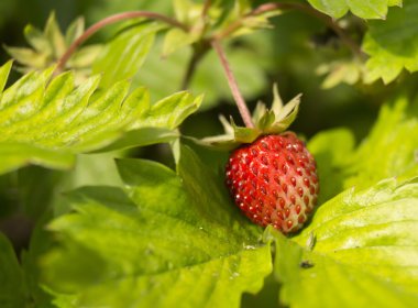 Yeşil arka plan sayfasındaki kırmızı çilek