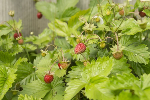 在绿色的背景板上的红色草莓 — 图库照片