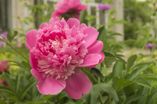 Pivoine rouge sur fond vert feuille — Photo