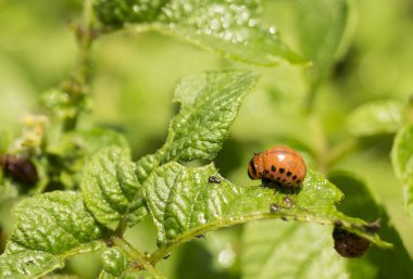Kurtçuk patates astar üzerine patates hata