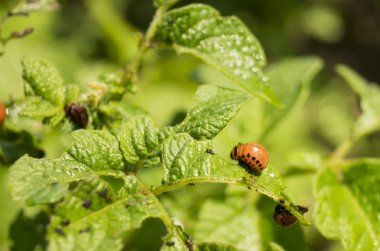 Kurtçuk patates astar üzerine patates hata