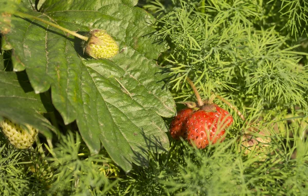 绿色背景草莓的红色浆果 — 图库照片