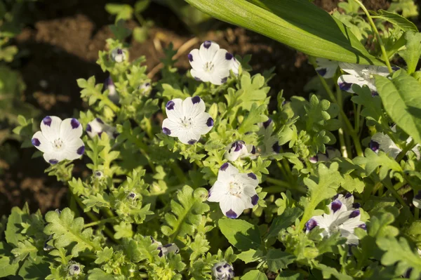 Turuncu ercik ile beyaz flowerses — Stok fotoğraf