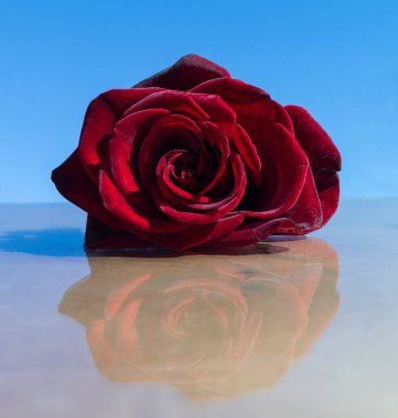 The Red rose with reflection on background blue sky. Beauty in nature, Beautiful flower at solar day clipart