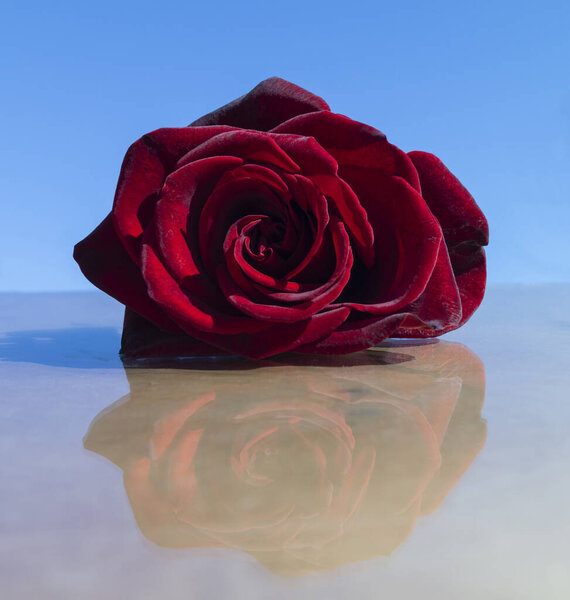 The Red rose with reflection on background blue sky. Beauty in nature, Beautiful flower at solar day