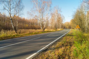 Güneş gününde huş ağacının içinden asfalt geçen yol. Kırsal alanda güzel sonbahar manzarası