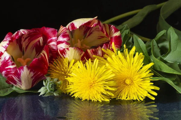 Buquê Tulipa Dente Leão Com Reflexão Sobre Fundo Preto Flor — Fotografia de Stock