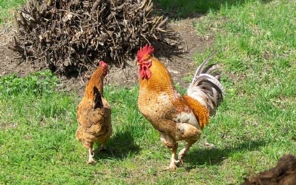 Cock Hen Solar Day Springtime Background Green Herb — Stock Photo, Image