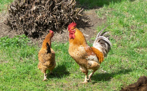 Polla Con Gallina Día Solar Por Primavera Fondo Hierba Verde —  Fotos de Stock