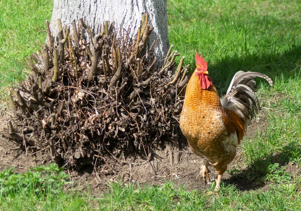 Петух Курицей Солнечный День Весной Фоне Зеленой Травы — стоковое фото