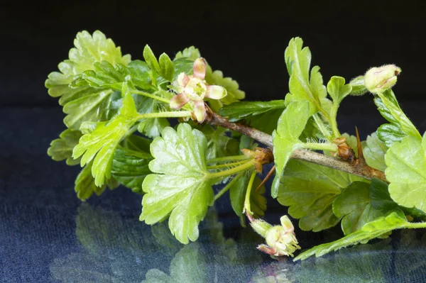 Branch Flowering Gooseberry Green Leaves Table Reflection Blooming Spring Black — Stock Photo, Image