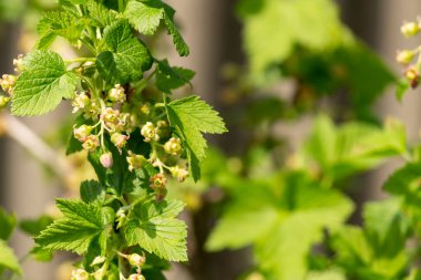 Güneşli bir günde bahçede frenk üzümü çiçeği. Baharda çok güzel doğal bir arka plan.