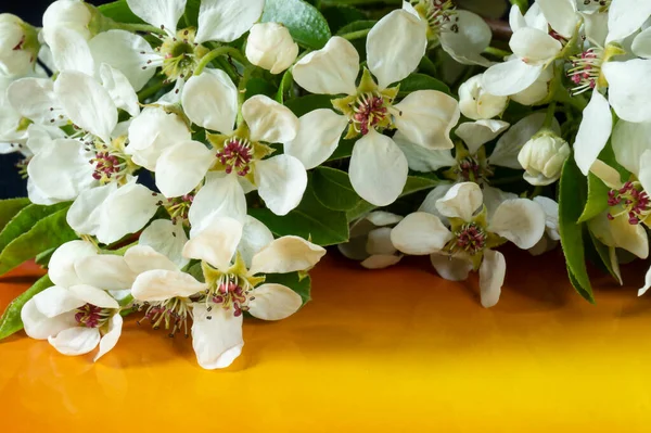 桔子桔子桔子桌上盛开的梨子的分枝春天里的白花 — 图库照片