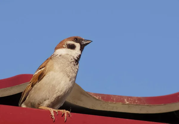Kuş serçesi evin çatısına yakın çekim yapar. Mavi gökyüzüne karşı vahşi hayvanlar                               