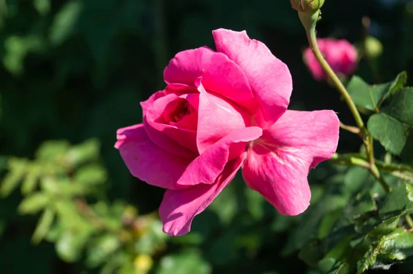 Une Rose Rouge Dans Jardin Par Une Journée Ensoleillée Beau — Photo
