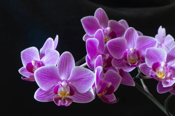 Ramo Com Flores Orquídea Fundo Preto Fundo Natural Bonito Primavera — Fotografia de Stock
