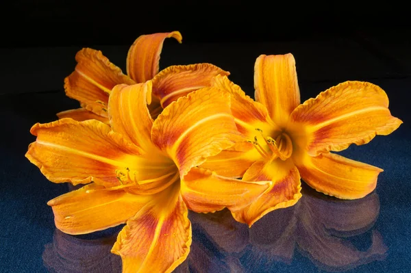 Gigli Arancioni Sono Sdraiati Sul Tavolo Con Reflection Beautiful Fiori — Foto Stock