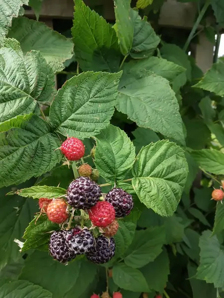 Reife Himbeeren Garten Vor Dem Hintergrund Grüner Blätter Schöner Natürlicher — Stockfoto