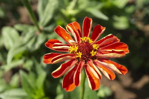 Bahçede Dekoratif Bir Zinnia Çiçeği Yetişiyor Güneşli Bir Günde Doğal — Stok fotoğraf