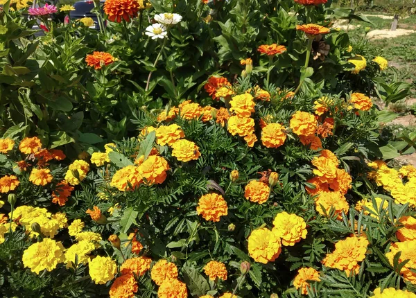 Goudsbloem Een Bloembed Een Zomertuin Mooie Natuurlijke Achtergrond Een Zonnige — Stockfoto