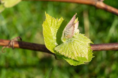 Baharda, güneşli bir günde bahçede üzüm asması. Güzel doğal arka plan. Bud yakın plan.