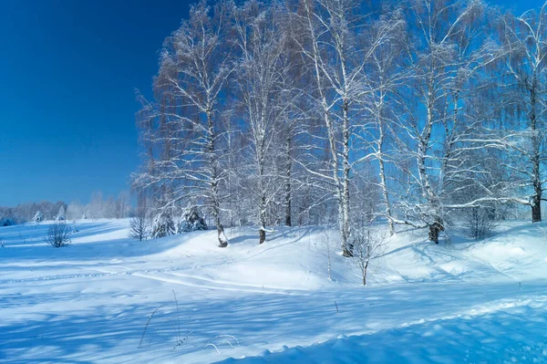 Χειμερινό Τοπίο Ένα Δάσος Σημύδας Μια Ηλιόλουστη Μέρα Ομορφιά Στη — Φωτογραφία Αρχείου