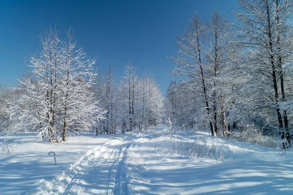Ski Track Winter Forest Blue Sky Beauty Nature Sunny Day — Stock Photo, Image
