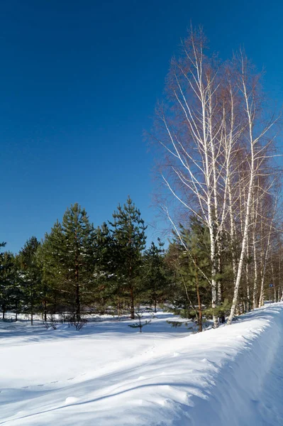 Смешанный Лес Березой Сосной Зимой Красивый Пейзаж Солнечный День — стоковое фото