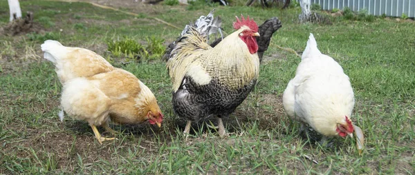 Polla Con Gallina Día Solar Por Primavera Fondo Hierba Verde —  Fotos de Stock