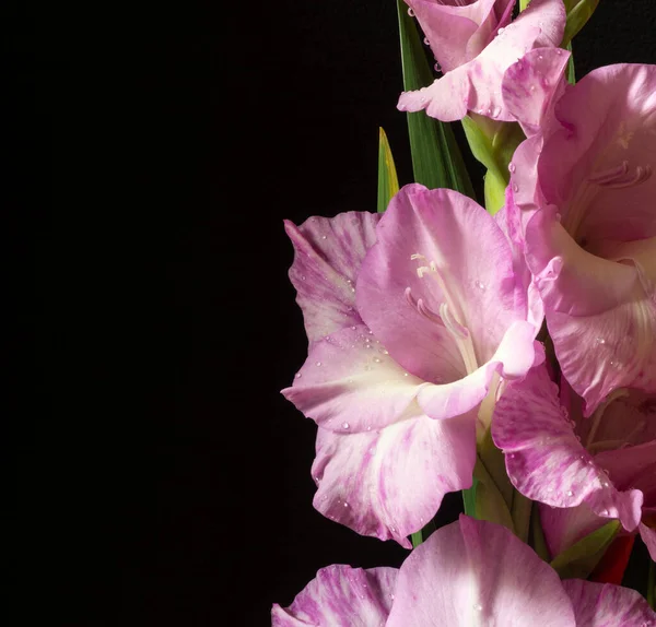 Belle Fleur Gladiolus Sur Fond Noir Pétale Gentille Avec Goutte — Photo