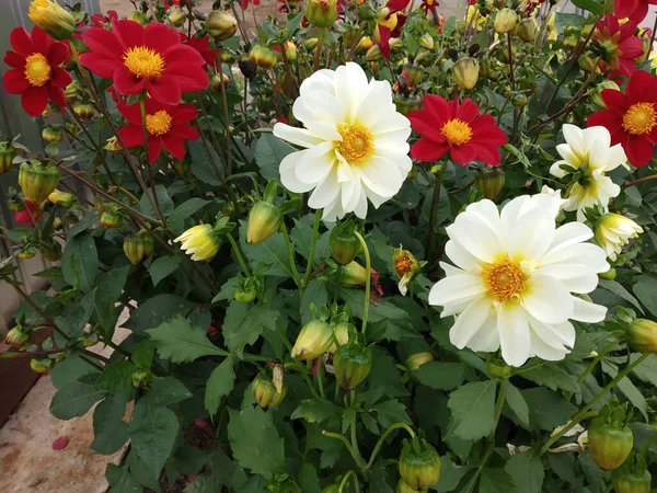 Nel Giardino Cresce Fiore Decorativo Zinnia Sfondo Naturale Una Giornata — Foto Stock
