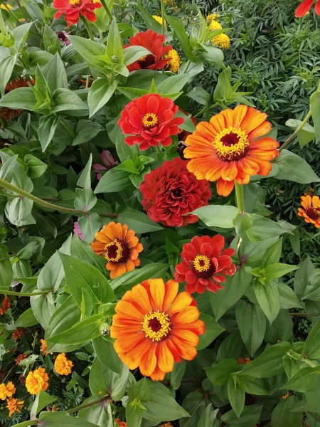 Une Fleur Zinnia Décorative Pousse Dans Jardin Fond Naturel Par — Photo