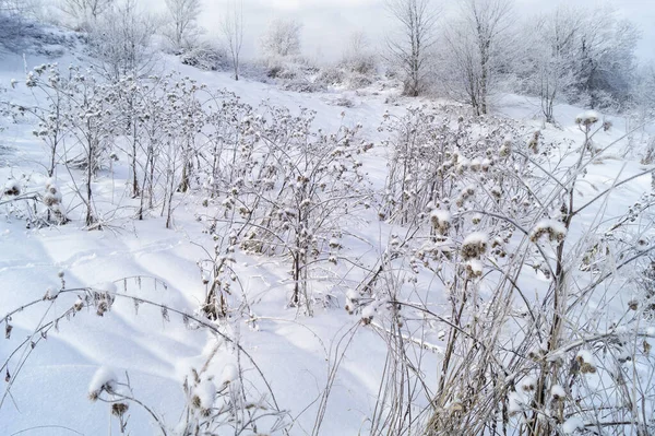 Winterlandschaft Mit Gras Unter Schnee Auf Einer Wiese Schöne Natürliche — Stockfoto